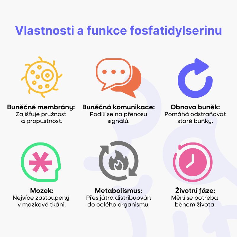 Fosfatidylserin Skrytý hrdina našich buněk